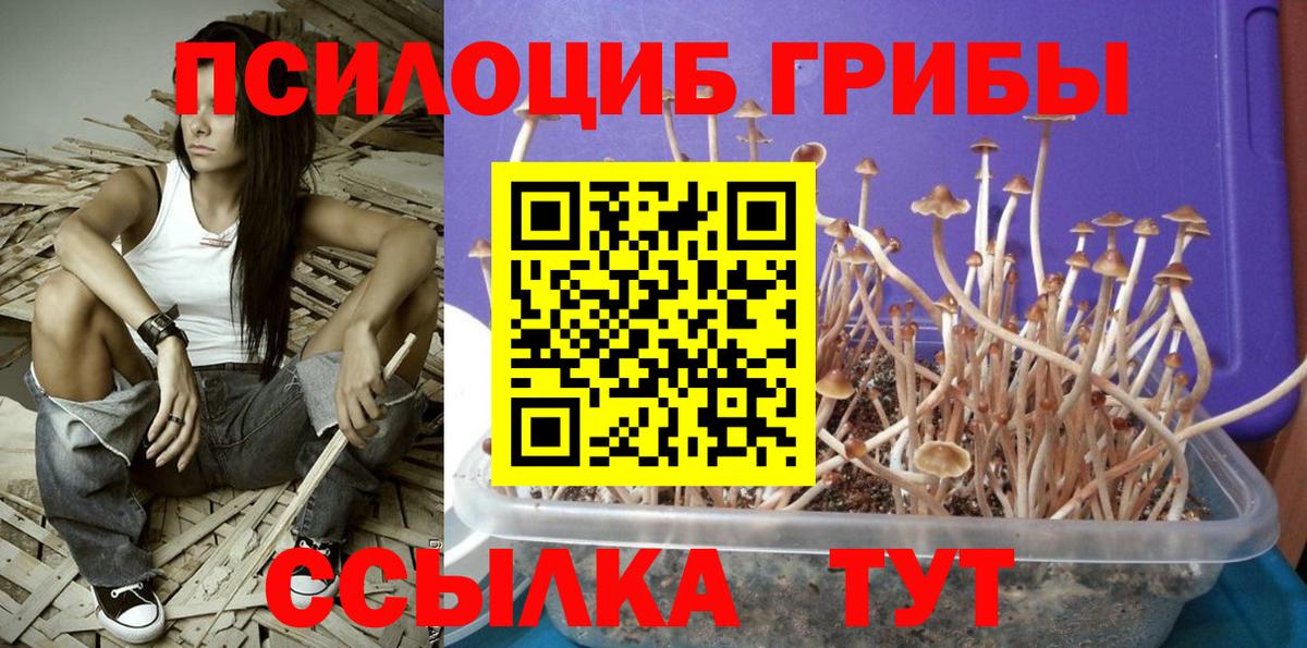 Кисловодск  Галлюциногенные грибы Psilocybine cubensis  Вход с VPN 