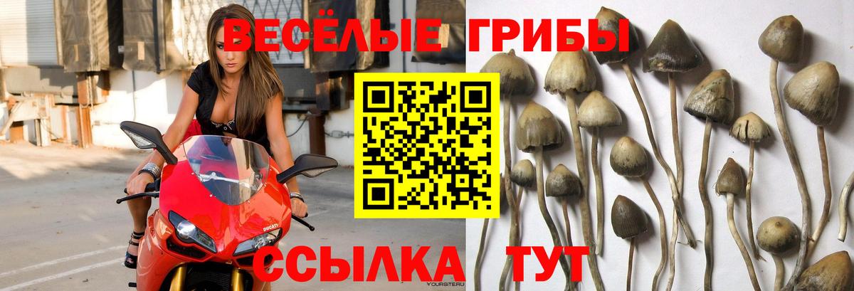 Псилоцибиновые грибы мухоморы Кисловодск